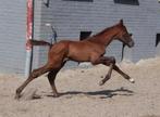 KWPN spring veulen(LORD PEZI JUNIOR X VERDI TN X QUICK STAR), Dieren en Toebehoren, Paarden, Springpaard, Gechipt, Niet van toepassing