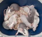 Jonge rittens ratjes uit huiselijke sfeer en handtam, Dieren en Toebehoren, Knaagdieren, Rat, Meerdere dieren, Tam, Oktober