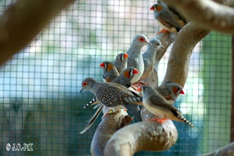 Zebravinken | Veel keuze in Tropische vogels, Meerdere dieren, Tropenvogel