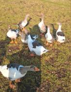 Schitterende jonge Twentse Landganzen bonte ganzen 27nov '25, Dieren en Toebehoren, Pluimvee, Meerdere dieren, Gans of Zwaan