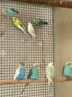 Jonge grasparkieten, Dieren en Toebehoren, Meerdere dieren, Parkiet