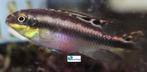 Kersenbuik Cichlide, Dieren en Toebehoren, Vissen | Aquariumvissen, Vis, Zoetwatervis