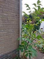 Walnotenboom, Walnoot, noten uit eigen tuin! Mooi vertakt, Ophalen, 100 tot 250 cm, Walnotenboom, Lente