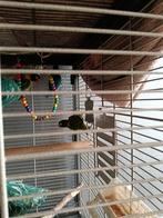 3 agapornisen op te halen met kooi, Dieren en Toebehoren, Meerdere dieren, Parkiet