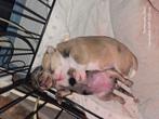Nog 2 mooie dames te koop, Dieren en Toebehoren, Honden | Chihuahua's en Gezelschapshonden, Parvo, 8 tot 15 weken, Meerdere, Meerdere dieren