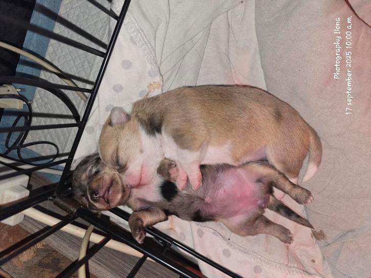 Nog 2 mooie dames te koop, Dieren en Toebehoren, Honden | Chihuahua's en Gezelschapshonden, Meerdere dieren, Chihuahua, Fokker | Hobbymatig