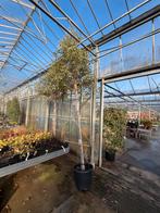 Photinia fraseri 'Pink Marble' Glansmispel, Tuin en Terras, Planten | Bomen, 100 tot 250 cm, Zomer, Volle zon, In pot