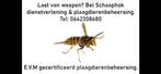 Wespenbestrijding