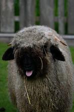 schwarznase ram, Dieren en Toebehoren, Schapen, Geiten en Varkens, Mannelijk, Schaap, 0 tot 2 jaar