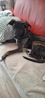 Lieve Aanhankelijke PUP X Stafford/Whippet Ruim 4 mnd, Dieren en Toebehoren, Honden | Jack Russells en Terriërs, Reu, 8 tot 15 weken