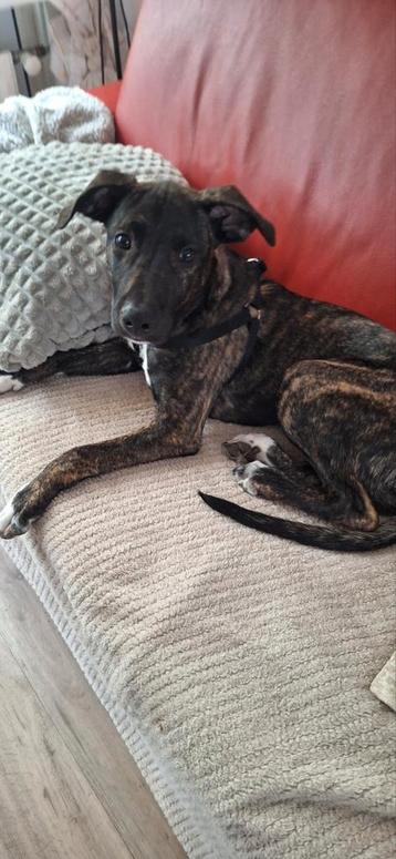 Lieve Aanhankelijke PUP X Stafford/Whippet Ruim 4 mnd beschikbaar voor biedingen