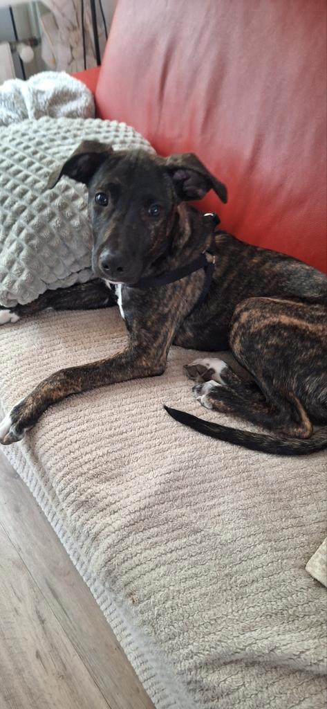 Lieve Aanhankelijke PUP X Stafford/Whippet Ruim 4 mnd, Dieren en Toebehoren, Honden | Jack Russells en Terriërs, Reu, American Staffordshire Terriër