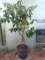 Heptacodium, Tuin en Terras, Volle zon, Vaste plant, Herfst, Ophalen