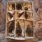 Mini borstelboompjes in doosje, Diversen, Kerst, Ophalen of Verzenden, Zo goed als nieuw