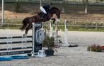 Spring merrie van 8 jaar (Comme il Faut), Dieren en Toebehoren, Paarden, Merrie, Springpaard, Gechipt, L
