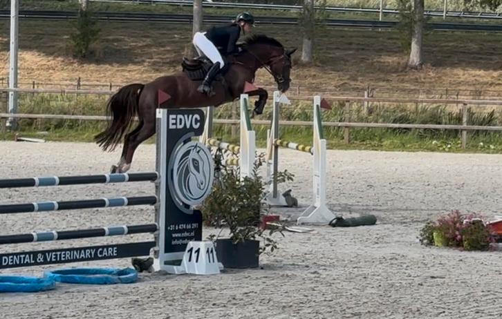 Spring merrie van 8 jaar (Comme il Faut), Dieren en Toebehoren, Paarden, Merrie, L, 165 tot 170 cm, 7 tot 10 jaar, Springpaard