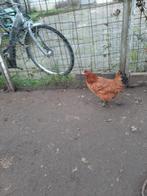 2 grote ras rode kleur Sussex kippen, Vrouwelijk, Kip