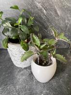 Stekjes van de kalanchoe digremontiana, Huis en Inrichting, Kamerplanten, Groene kamerplant, Ophalen of Verzenden, Vetplant, Halfschaduw