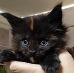 Maine coon poesje stamboom, Dieren en Toebehoren, Katten en Kittens | Raskatten | Langhaar, Poes, Gechipt, 0 tot 2 jaar