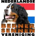 Nederlandse Berner Sennen Vereniging, 8 tot 15 weken, Sennenhond, Meerdere dieren, Nederland