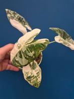 Alocasia Frydek Variegata p10 (7), Huis en Inrichting, Kamerplanten, Ophalen of Verzenden, Halfschaduw, Minder dan 100 cm