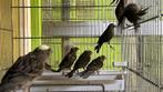 Lizard Kanarie, Dieren en Toebehoren, Vogels | Kanaries, Meerdere dieren, Kleurkanarie