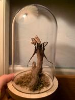 Opgezette vlinder in stolp, Verzamelen, Dierenverzamelingen, Ophalen of Verzenden, Zo goed als nieuw, Insect, Opgezet dier