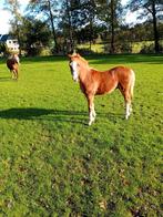 Luxe welsh c pony, Dieren en Toebehoren, Pony's, 0 tot 2 jaar, Hengst, C pony (1.27m tot 1.37m), Gechipt