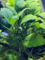 Kleine torenslakjes, Dieren en Toebehoren, Ophalen, Plant(en), Steen of Hout