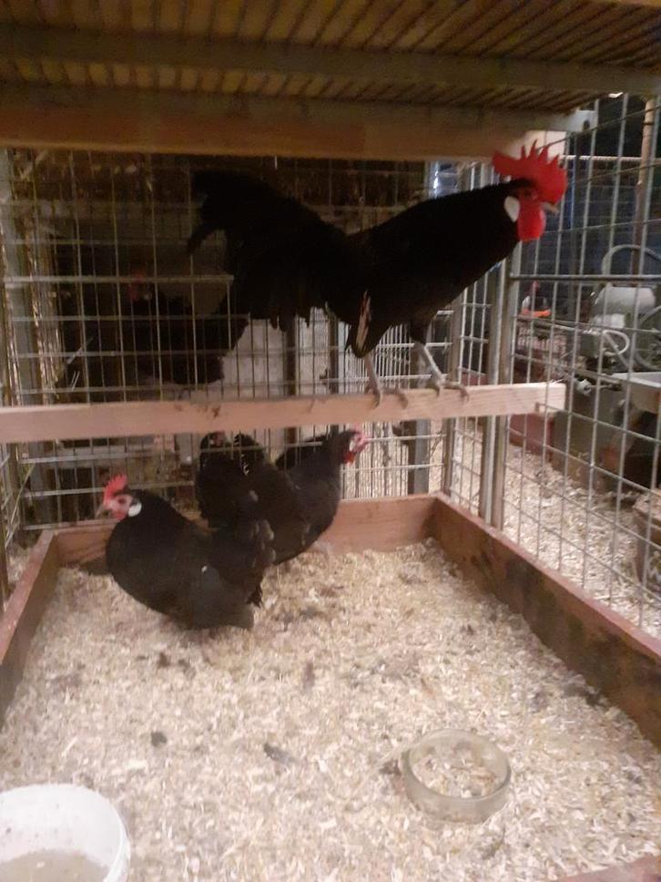 Broed eieren friese kriel kippen verschilende kleuren, Dieren en Toebehoren, Pluimvee, Kip, Meerdere dieren