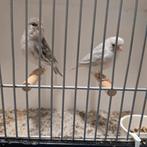 Kleurkanarie, Meerdere dieren, Postuurkanarie