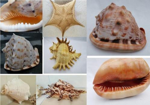 11 stuk vintage tropische schelp zeester Schelpenverzameling, Verzamelen, Mineralen en Fossielen, Schelp(en), Ophalen of Verzenden