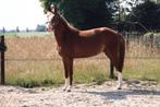 Super knappe E pony, 3 tot 6 jaar, Onbeleerd, Gechipt, Merrie