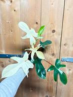 Philodendron florida beautu plant halfmoon albo variegata, Huis en Inrichting, Kamerplanten, Ophalen of Verzenden, Halfschaduw
