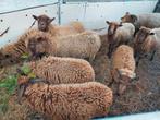 Ouessant ooitjes  5 stuks bruin Quessant, Dieren en Toebehoren, Vrouwelijk, Schaap