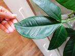 Stekjes phildendrum camposportuanum, Huis en Inrichting, Kamerplanten, Overige soorten, Minder dan 100 cm, Groene kamerplant, Halfschaduw
