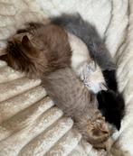 Lieve Ragdoll kittens! 🐾, Dieren en Toebehoren, Meerdere dieren