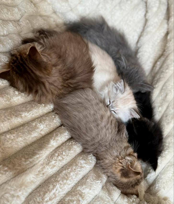 Lieve Ragdoll kittens! 🐾, Dieren en Toebehoren, Katten en Kittens | Overige Katten, Meerdere dieren