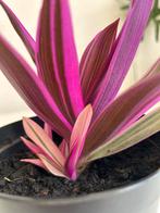 Tradescantia Spathacea Tricolor roze lila plant, Huis en Inrichting, Kamerplanten, Ophalen, Overige soorten, Halfschaduw, Minder dan 100 cm