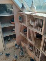 Postduiven, Dieren en Toebehoren, Vogels | Duiven, Meerdere dieren, Postduif