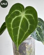 Anthurium King of Clarinervium 'Sulanjana', Ophalen of Verzenden, Halfschaduw, Minder dan 100 cm