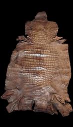 Gigantisch huidpreparaat van krokodil, reptiel, taxidermie, Verzamelen, Ophalen of Verzenden, Opgezet dier