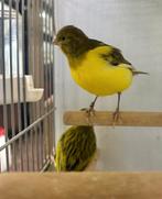 Five fancy kanaries koppel, Dieren en Toebehoren, Meerdere dieren, Kleurkanarie