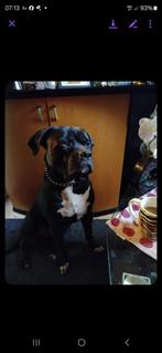 Cane Corso hond, Dieren en Toebehoren, Honden | Bulldogs, Pinschers en Molossers, Particulier, CDV (hondenziekte), 1 tot 2 jaar