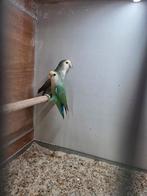 Koppel agapornis roseicollie, Dieren en Toebehoren, Meerdere dieren, Dwergpapegaai of Agapornis