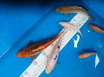 Koi Karpers 15-20cm, Dieren en Toebehoren, Vissen | Vijvervissen, Karper of Koi