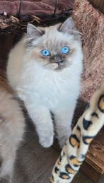 Stamboom ragdoll te koop, Dieren en Toebehoren, Poes