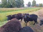 ooien ooilammen ram, Dieren en Toebehoren, Schapen, Geiten en Varkens, Meerdere dieren, Schaap