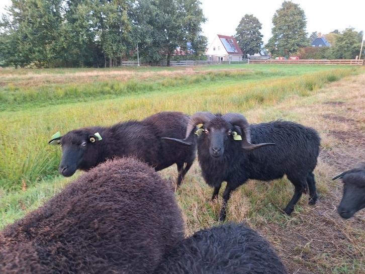 ooien ooilammen ram ouessant, Dieren en Toebehoren, Schapen, Geiten en Varkens, Schaap, Meerdere dieren