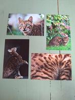 Ansichtkaarten katten, Verzenden, 1980 tot heden, Ongelopen, Hond of Kat